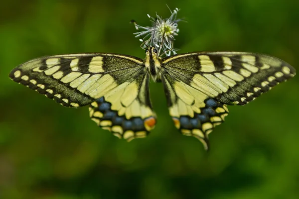 Yellow butterfly — Stock Photo, Image