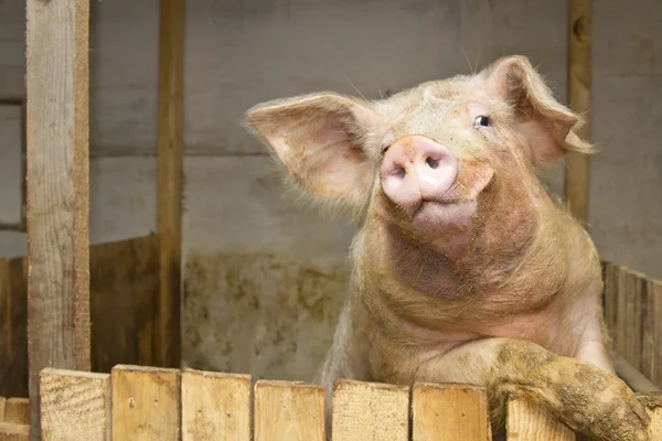 Schwein im Stehen — Stockfoto