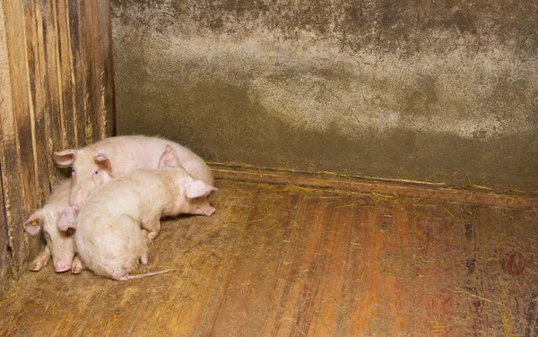 Cerdos en el suelo — Stockfoto