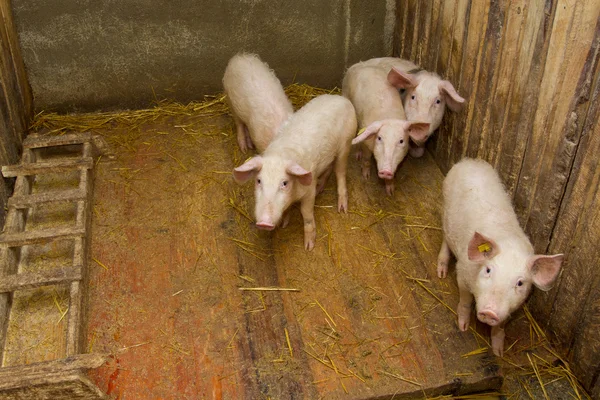 Groep van varkens — Stockfoto