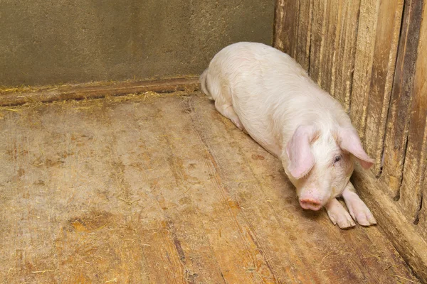Cerdos en el suelo — Stockfoto