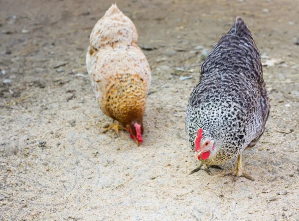 Kippen op bio-boerderij — Stockfoto