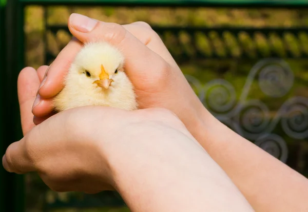 Baby chicken in girl's hand — Stock Photo, Image