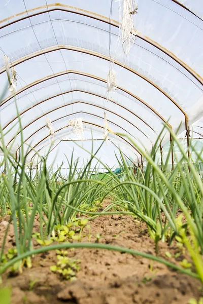 Onion plantation in a vegetable garden — Stock Photo, Image