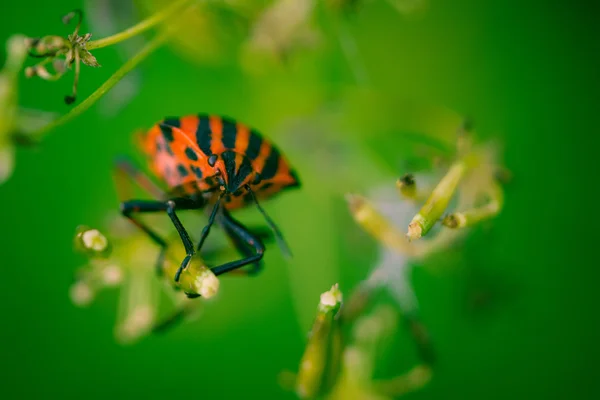 Bug de bouclier avec fond vert — Photo