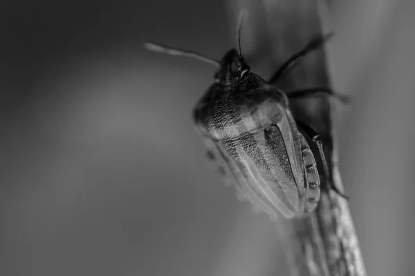 Shield bug in black and white — Stock Photo, Image