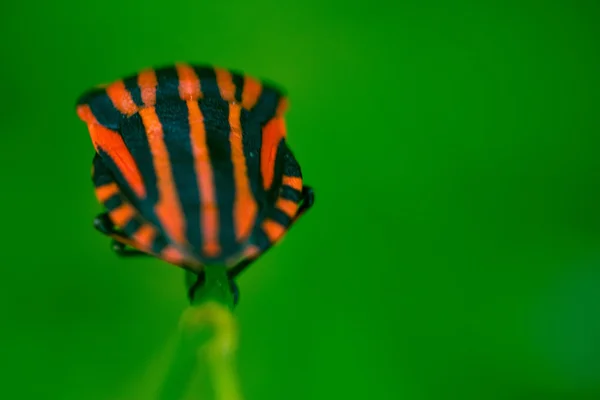 緑の背景のカメ虫 — ストック写真