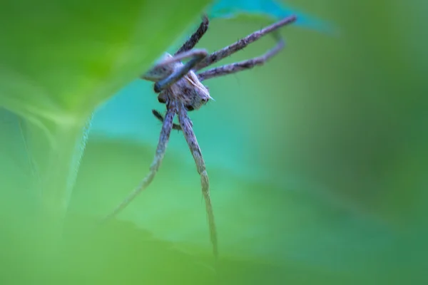 Spider waiting in ambush — Stock Photo, Image