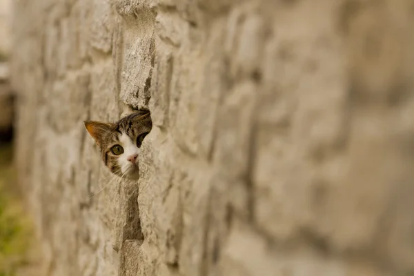 Gato en la pared de piedra Imagen De Stock