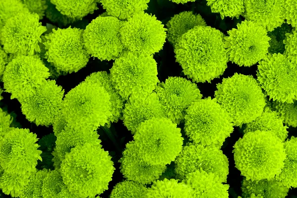 A kompozíció, zöld virágok Stock Kép