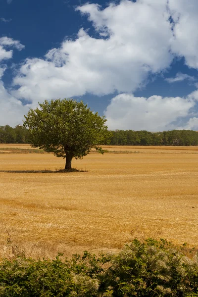 Tree in a field — Stock Photo, Image