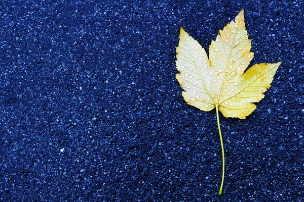 A yellow leaf covered by many water drops — Stock Photo, Image