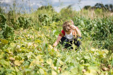 Genç çocuk bahçede sebze topluyor.