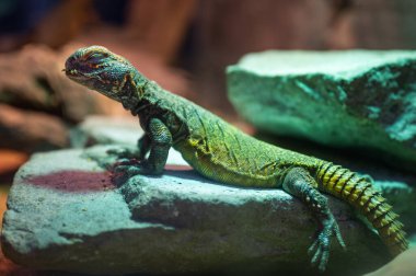 Taşın üzerinde sürüngen Afrika Uromastyx 'i var..
