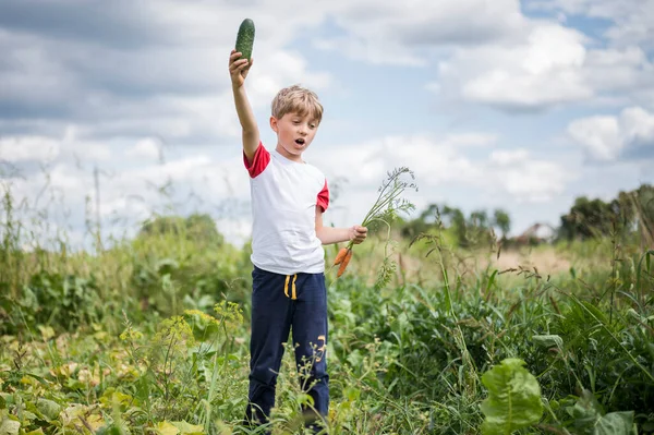 Мальчик Собирает Овощи Саду — стоковое фото