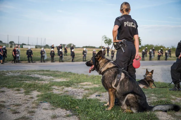 Polis köpeği, arka planda bir çok polis memuru bulunan bir kadın polis tarafından tutuluyor.