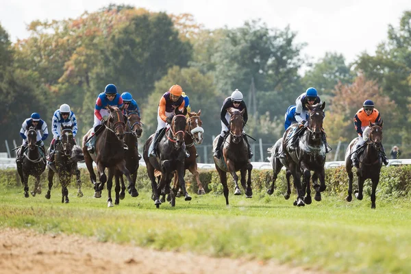 Wroclaw Polonia Octubre 2021 Carrera Con Vallas Para Caballos Cuatro — Foto de Stock