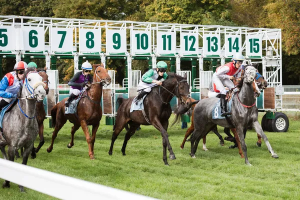 Wroclaw Polonia Octubre 2021 Carrera Para Caballos Tres Años Mayores —  Fotos de Stock