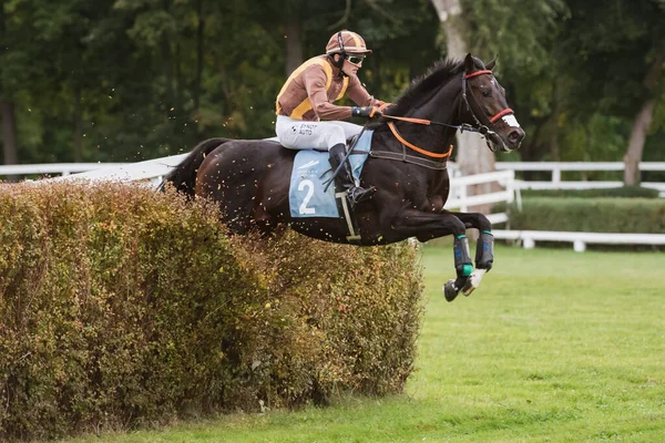 Wroclaw Polonia Octubre 2021 Carrera Obstáculos Hipódromo Wtwk Partynice Jockey — Foto de Stock