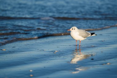 Kuş yuvası sahilde suyun içinde kalır.