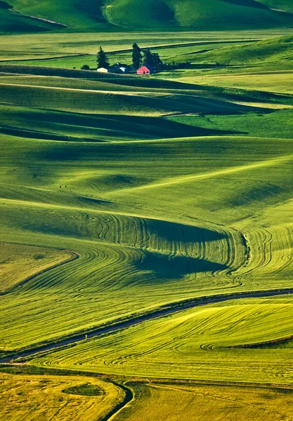 Ändlösa vetefält på palouse region, washington — Stockfoto