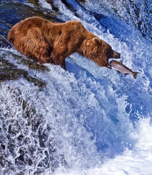 Grizly beer in alaska — Stockfoto