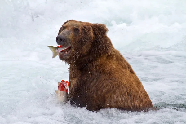 Grizlybär bei alaska — Stockfoto