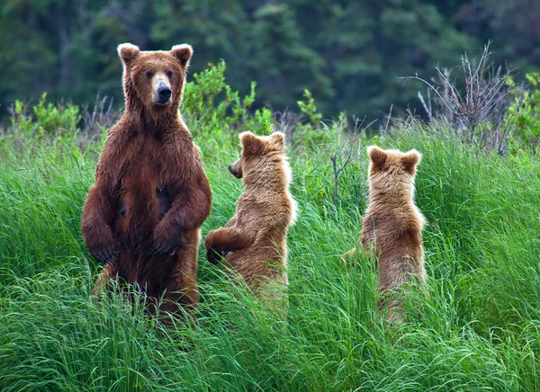 Urso Grizly no Alasca — Fotografia de Stock