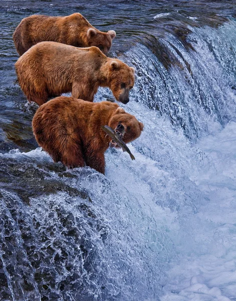 Grizly beer in alaska — Stockfoto