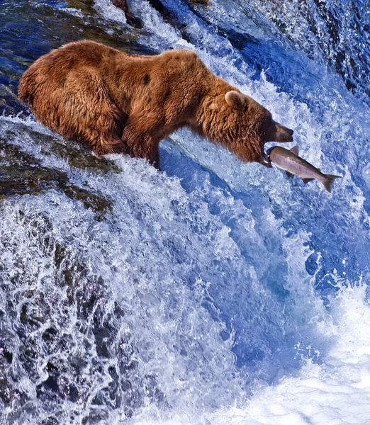 Grizly φέρουν στην Αλάσκα Φωτογραφία Αρχείου