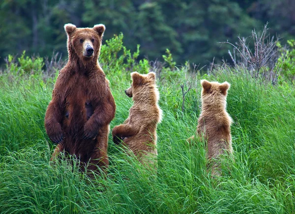 Urso Grizly no Alasca Imagens De Bancos De Imagens