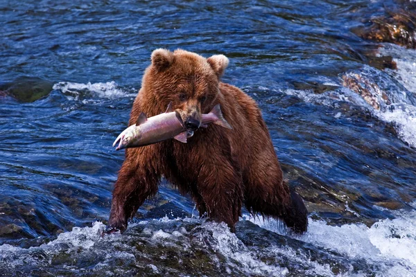 Grizly bear på alaska — Stockfoto