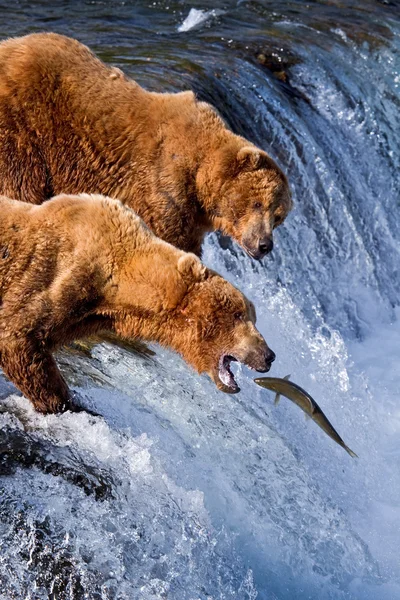 Grizly beer in alaska — Stockfoto