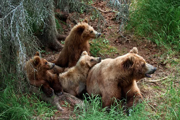 Urso Grizly no Alasca — Fotografia de Stock