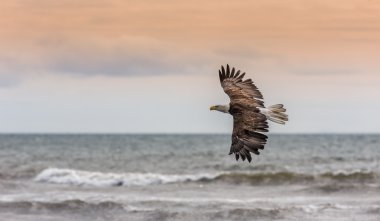 alaska adlı Amerikan kel kartal