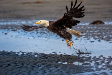 alaska adlı Amerikan kel kartal