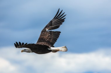 alaska adlı Amerikan kel kartal