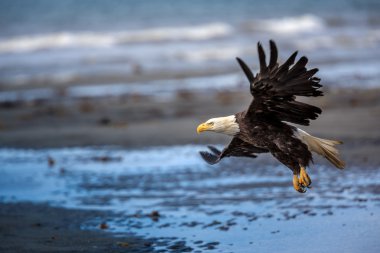 alaska adlı Amerikan kel kartal