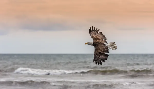 Amerikanischer Weißkopfseeadler bei alaska — Stockfoto