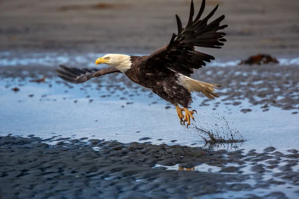 Bald American eagle na Alasce — Zdjęcie stockowe