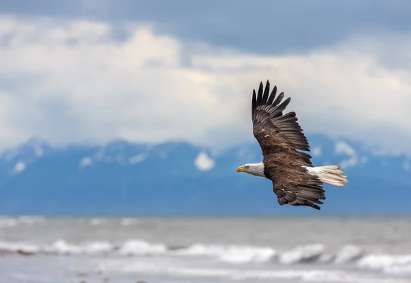 Amerikanischer Weißkopfseeadler bei alaska — Stockfoto