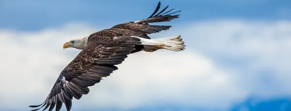 Águia calva americana no Alasca — Fotografia de Stock