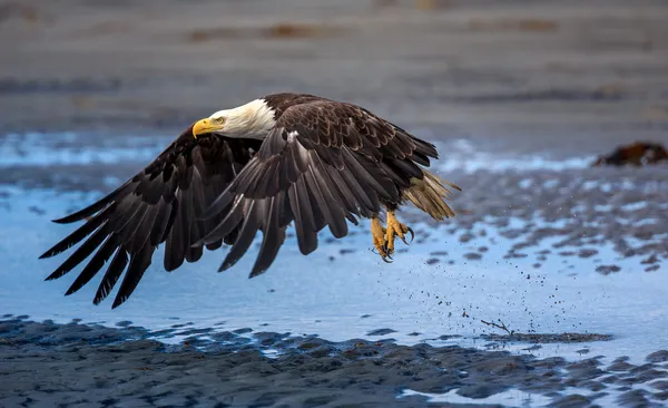 Águila calva americana en Alaska —  Fotos de Stock