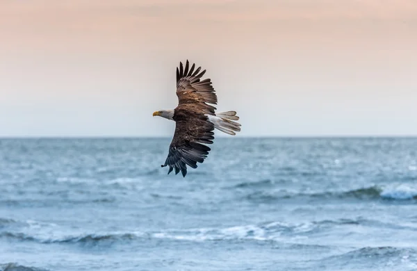 Αμερικανική φαλακρός αετός στην Αλάσκα — Φωτογραφία Αρχείου