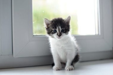 bir pencere üzerinde oturan kedi