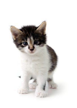 Yavru kedi