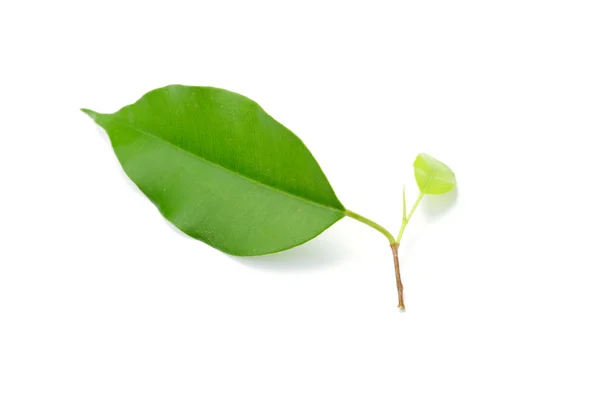 Leaf on white — Stock Photo, Image