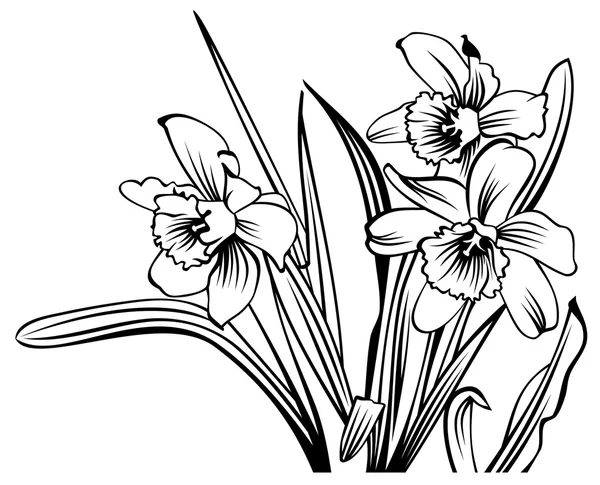 Narcissus overzicht — Stockvector