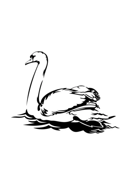Cisne está nadando na água — Vetor de Stock