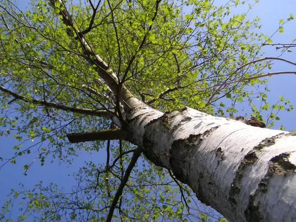 Spring beech tree — Stock Photo, Image
